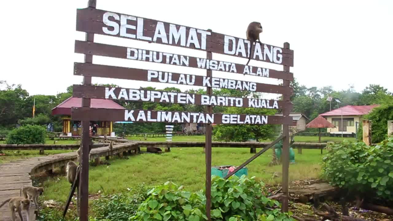 印度尼西亚，南加里曼丹，肯邦岛的猴子森林视频下载