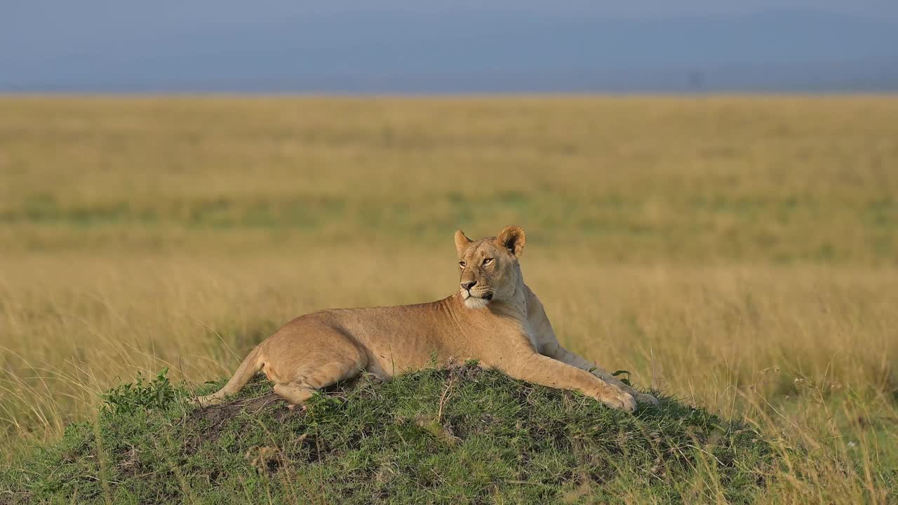 非洲狮子豹，雌性，在山上，马赛马拉国家保护区，肯尼亚，非洲视频下载