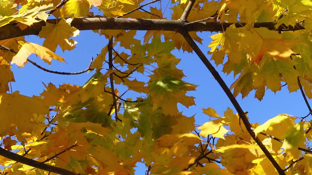 金色的枫叶在蓝天的映衬下摇曳。视频素材