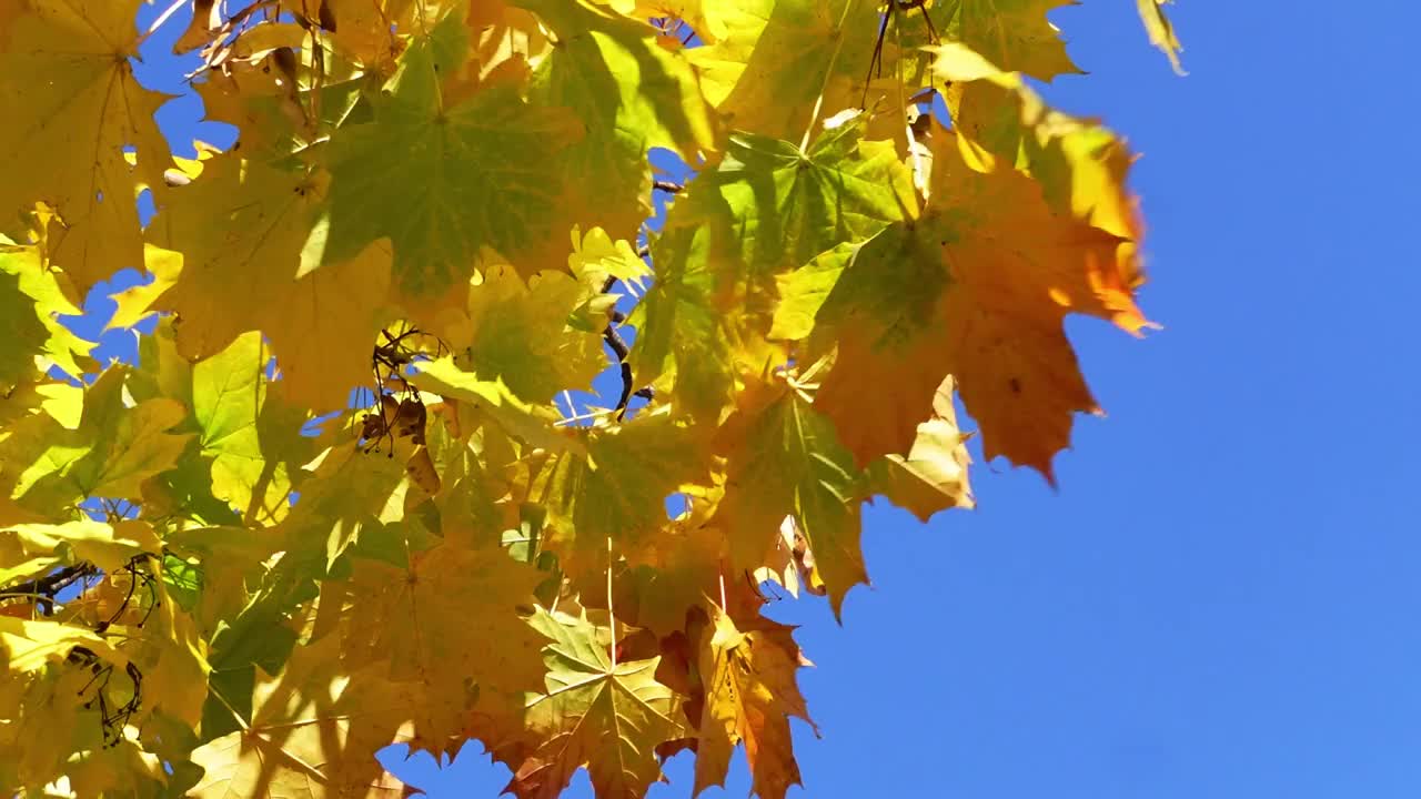 金色的枫叶在蓝天的映衬下摇曳。视频素材