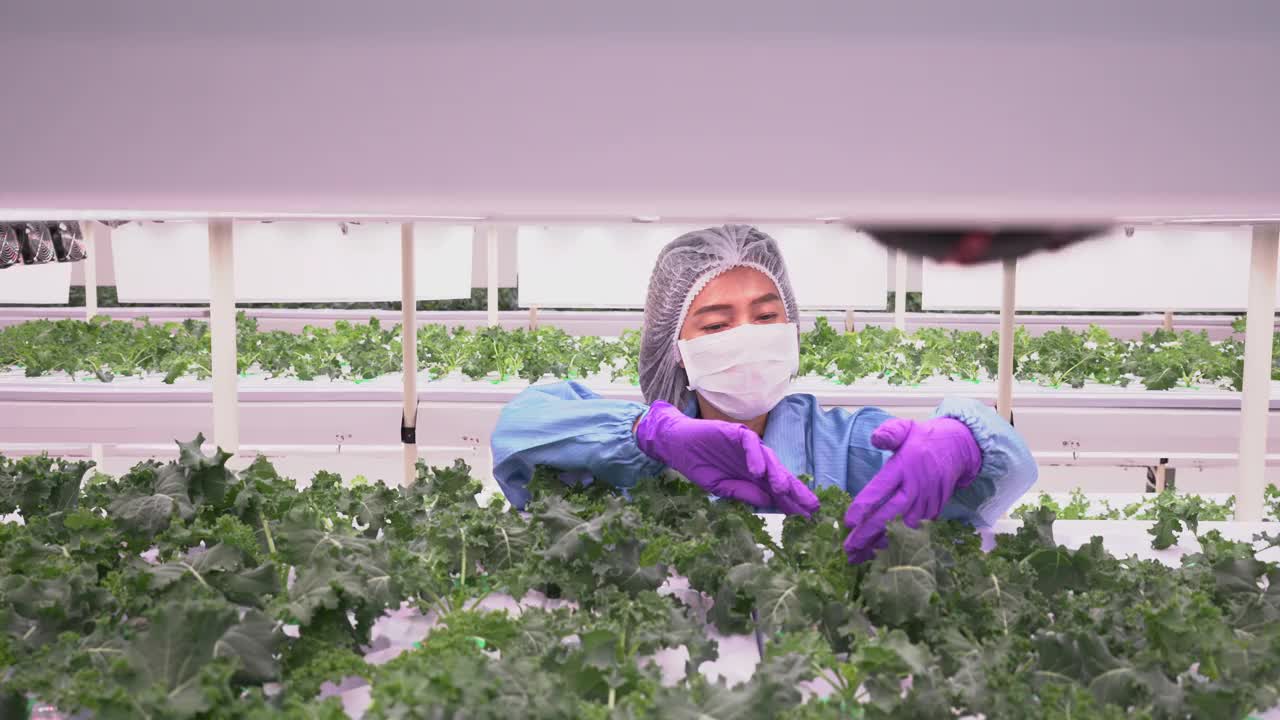 农民种植水培垂直农业与LED灯城市农业创新视频下载