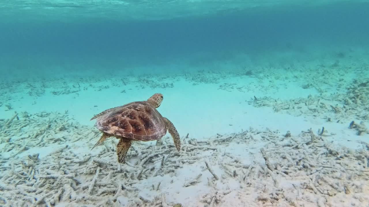 玳瑁海龟在海里游泳视频下载