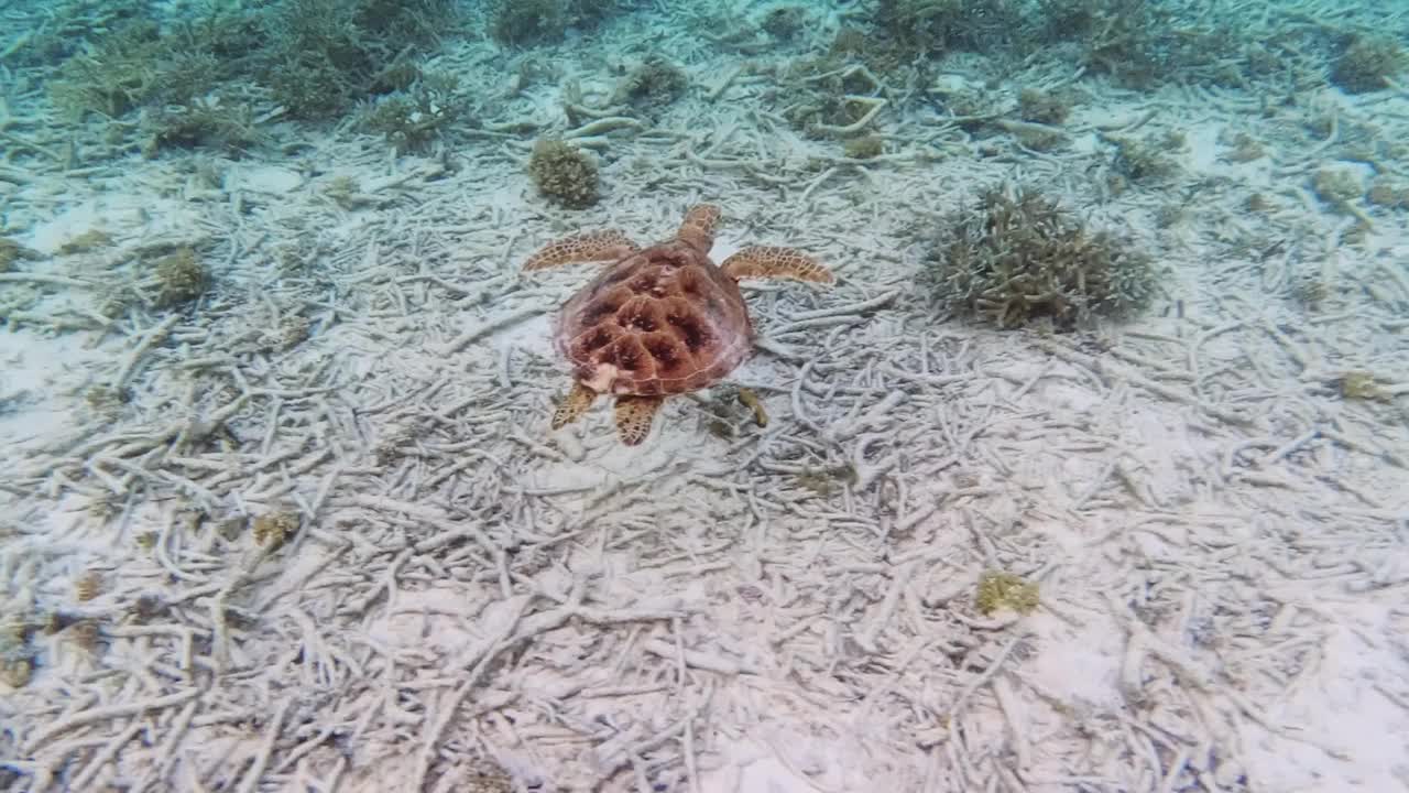 玳瑁海龟在海里游泳视频下载