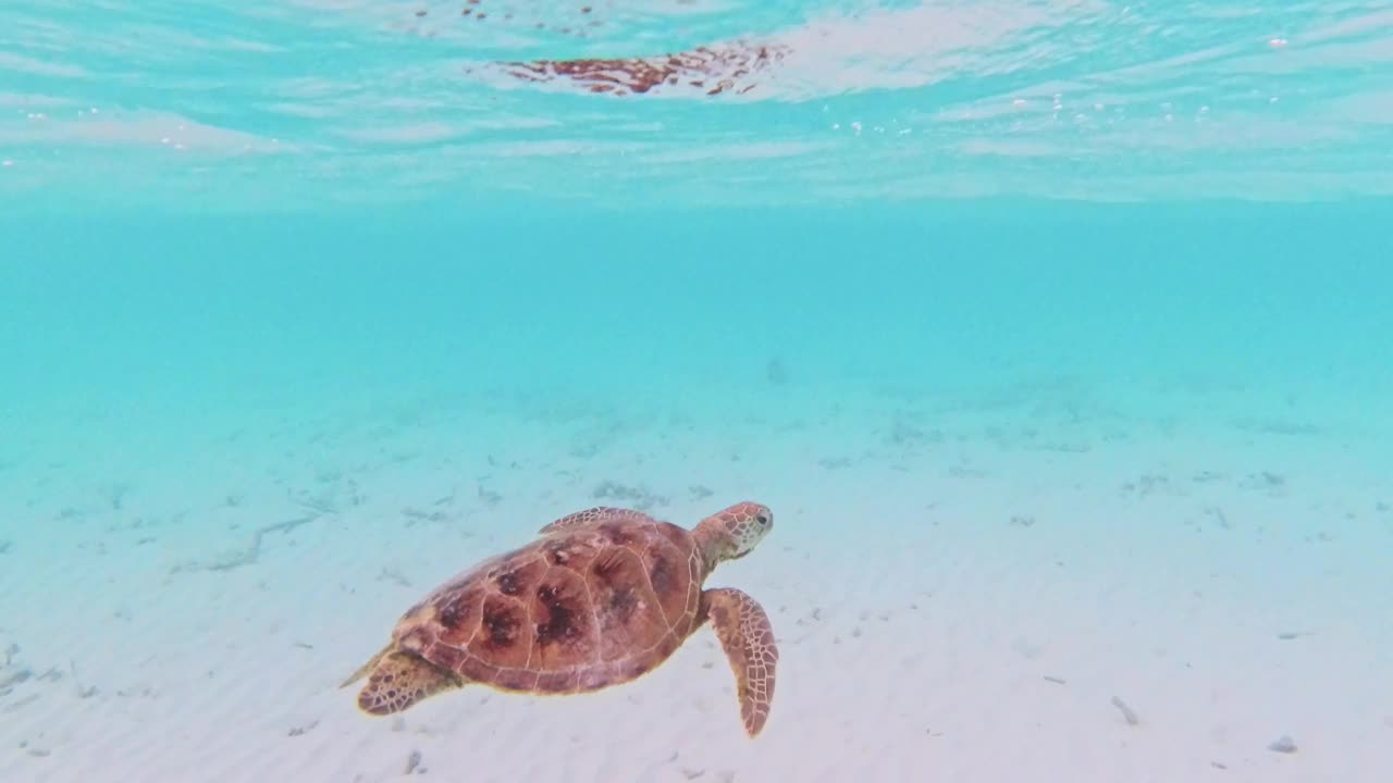 玳瑁海龟向上移动，在海洋中呼吸视频下载
