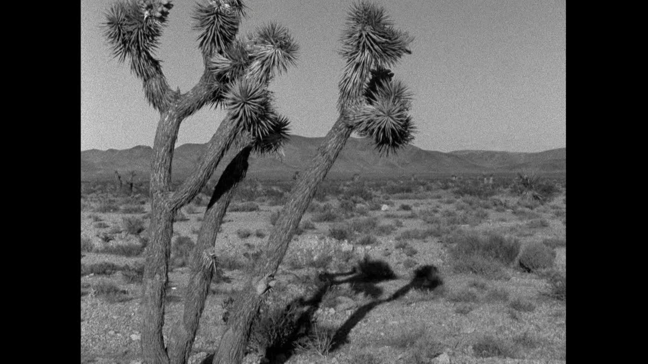 从约书亚树到更广阔的莫哈韦沙漠;1960视频素材