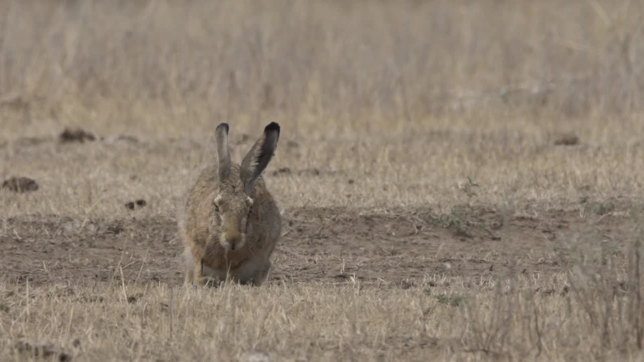 欧洲野兔(Lepus europaeus)，也称为棕色野兔，产于俄罗斯视频下载