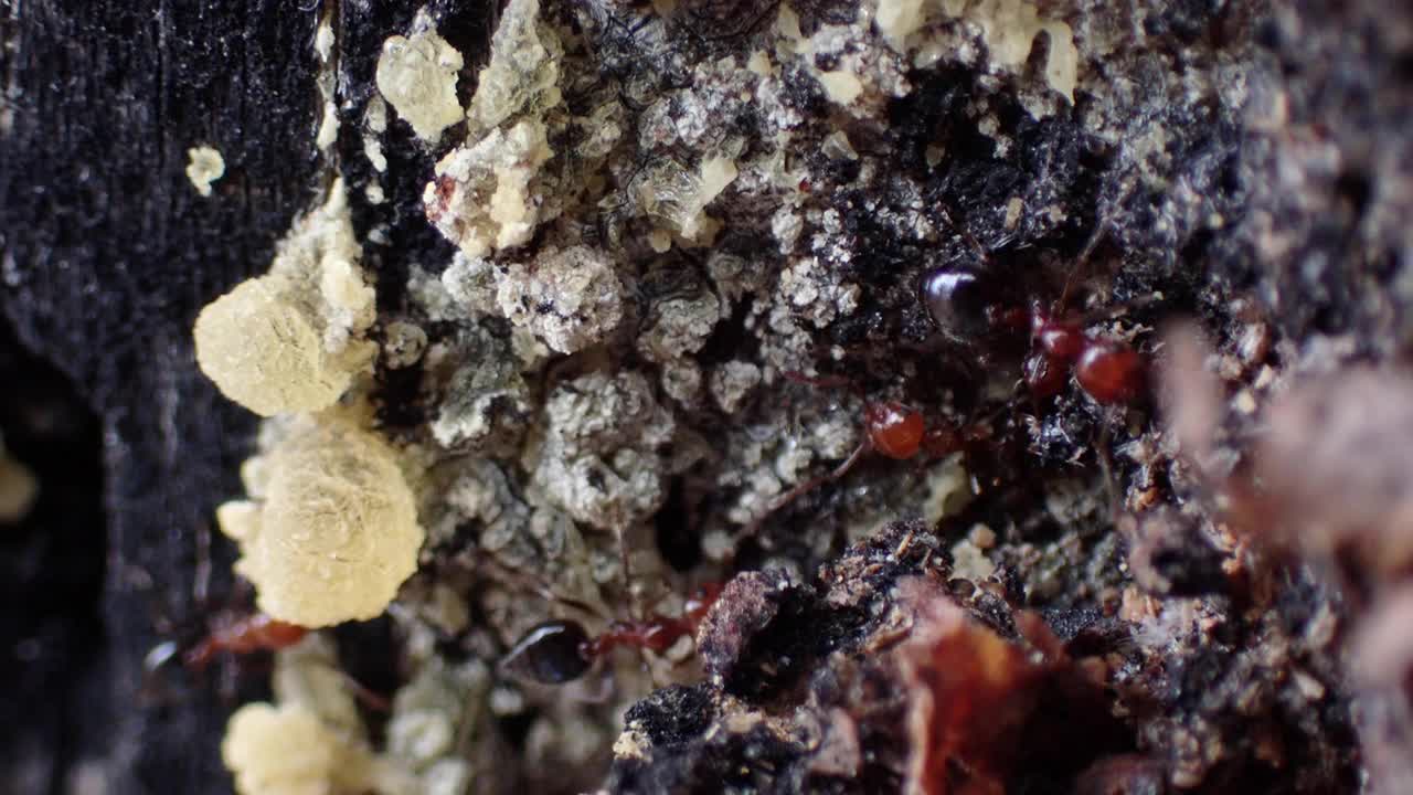 松树上的红蚂蚁(火葬蚁)，想要抓到甲虫。金丝雀松和普通松枝甲虫视频下载