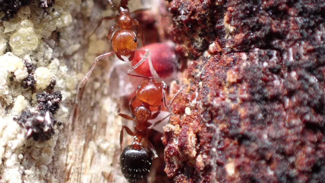 松树上的红蚂蚁(火葬蚁)，想要抓到甲虫。金丝雀松和普通松枝甲虫视频下载