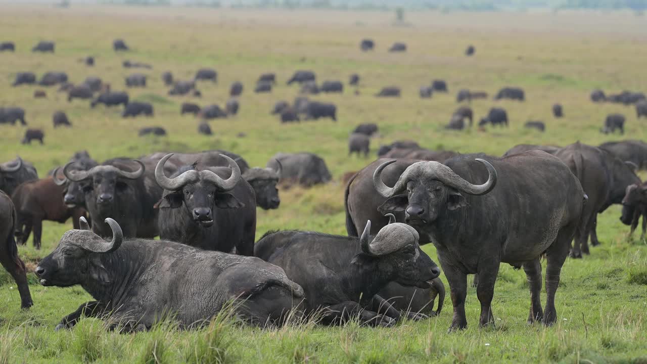 非洲，肯尼亚，马赛马拉国家保护区，非洲水牛视频素材