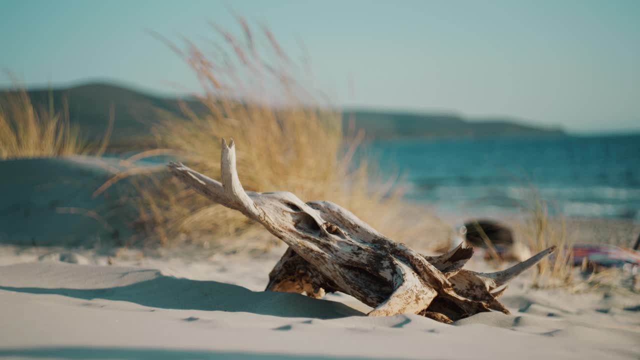 在意大利撒丁岛海滩上的一棵木制树干的慢动作视图。视频下载
