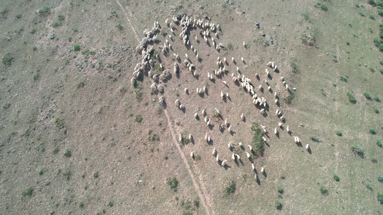 鸟瞰农业农场的牧羊群视频素材