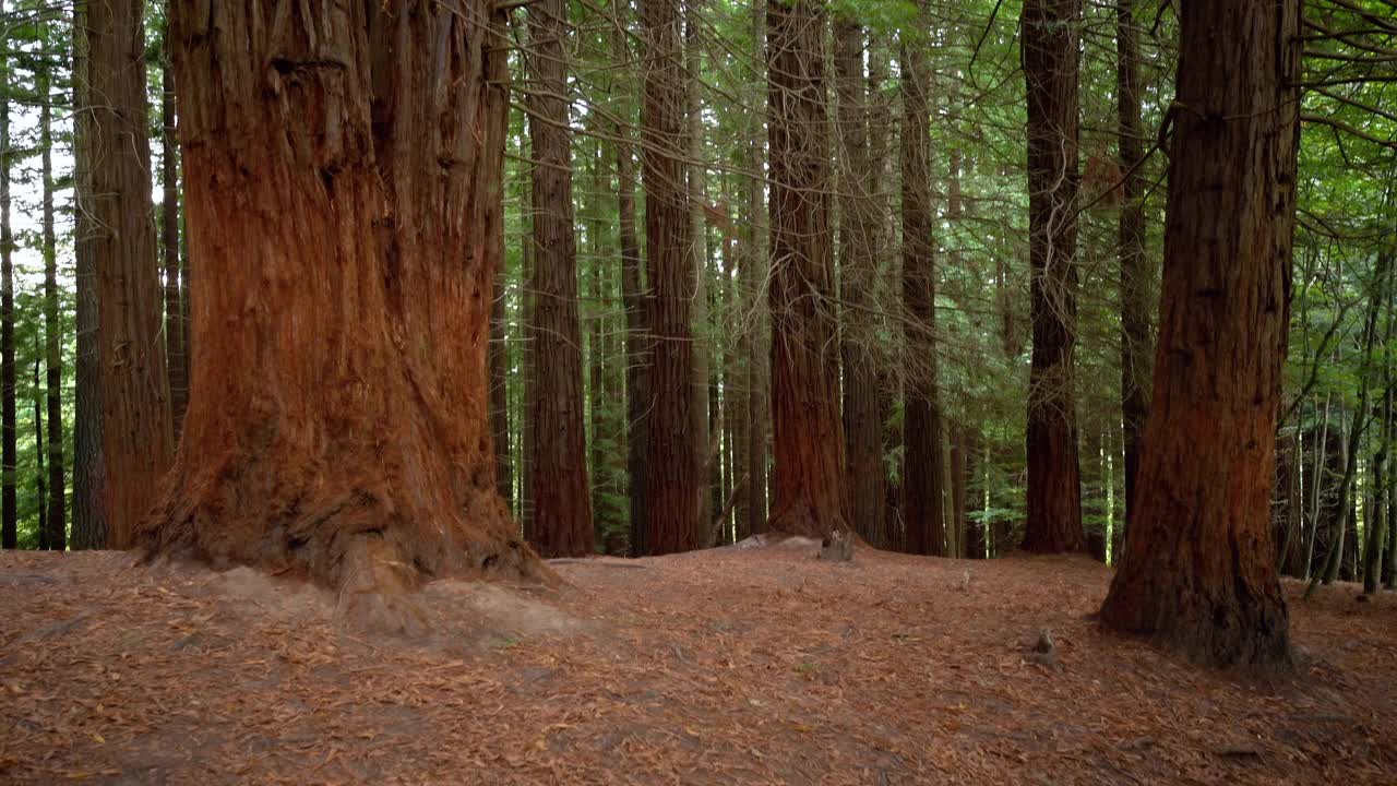 红杉林中的巨杉。高质量4k素材视频素材