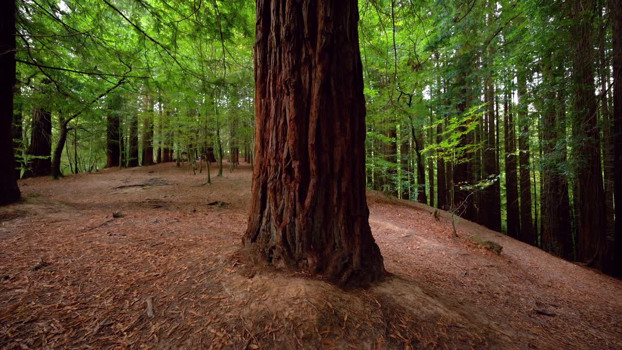 红杉林中的巨杉。高质量4k素材视频素材