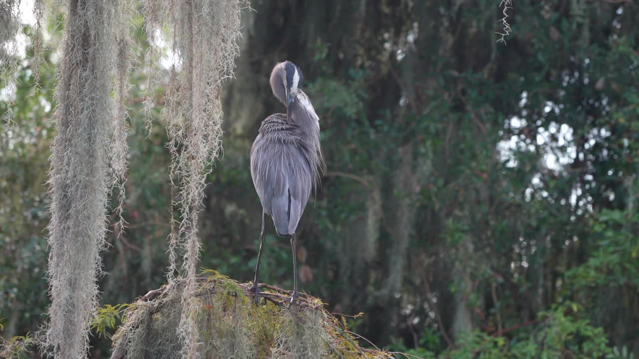 大蓝鹭在整理和看守沼泽视频下载