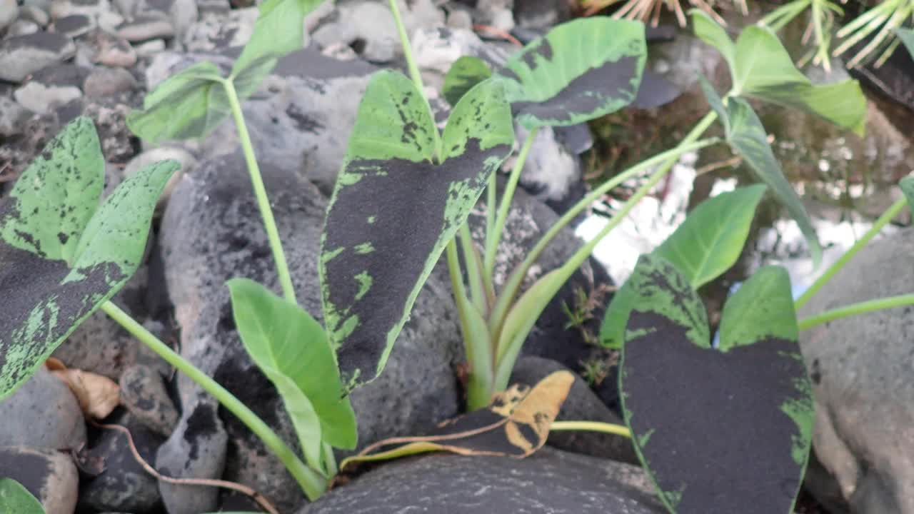 芋耐糖吗?2021年拉帕尔马坎布里维哈火山爆发，被灰烬覆盖。加那利群岛视频下载