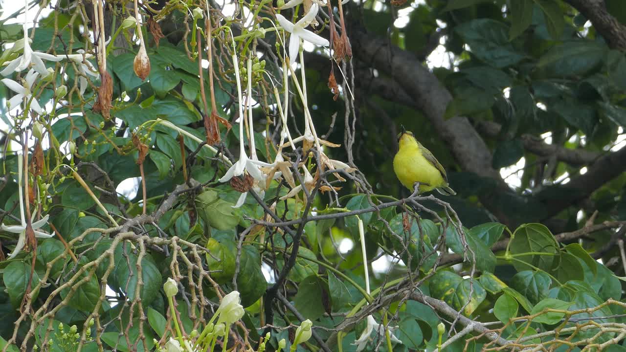 橄榄背的太阳鸟在树上吃花。视频下载