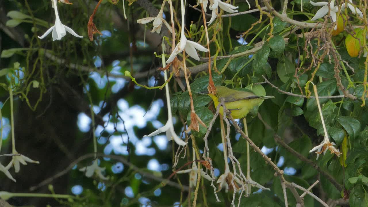 橄榄背的太阳鸟在树上吃花。视频下载