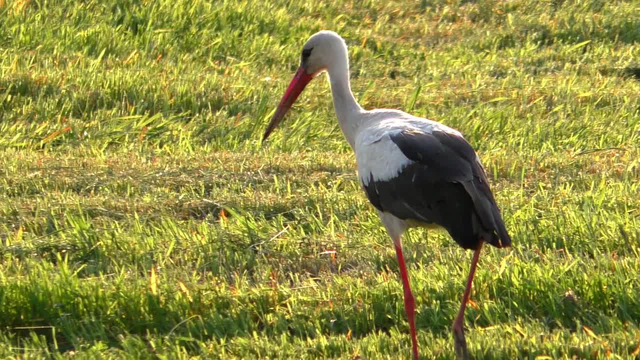 白鸟鹳在草地上吃草。视频下载
