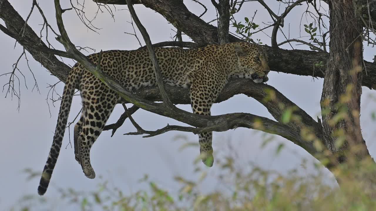 非洲，肯尼亚，马赛马拉国家保护区，躺在树上的豹视频素材