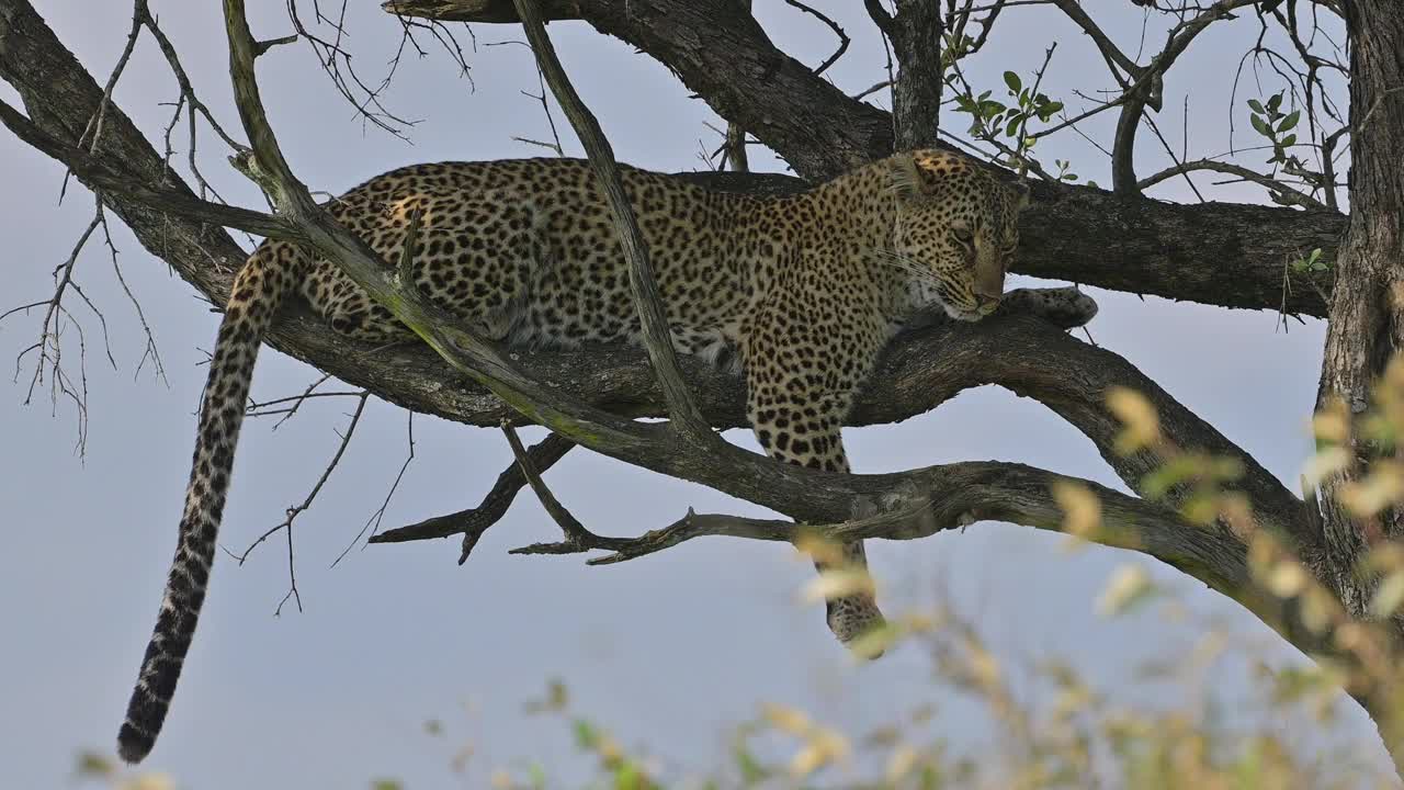 非洲，肯尼亚，马赛马拉国家保护区，躺在树上的豹视频素材