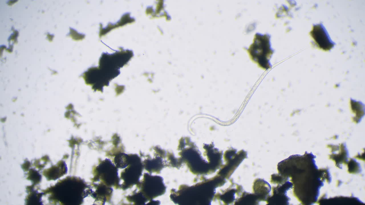 线虫(类圆线虫属stercoralis)。通过显微镜观察池塘水中的活微生物。视频下载