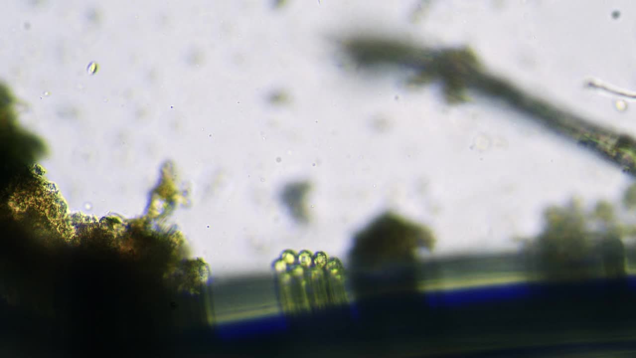通过显微镜观察池塘水中的活微生物。视频下载
