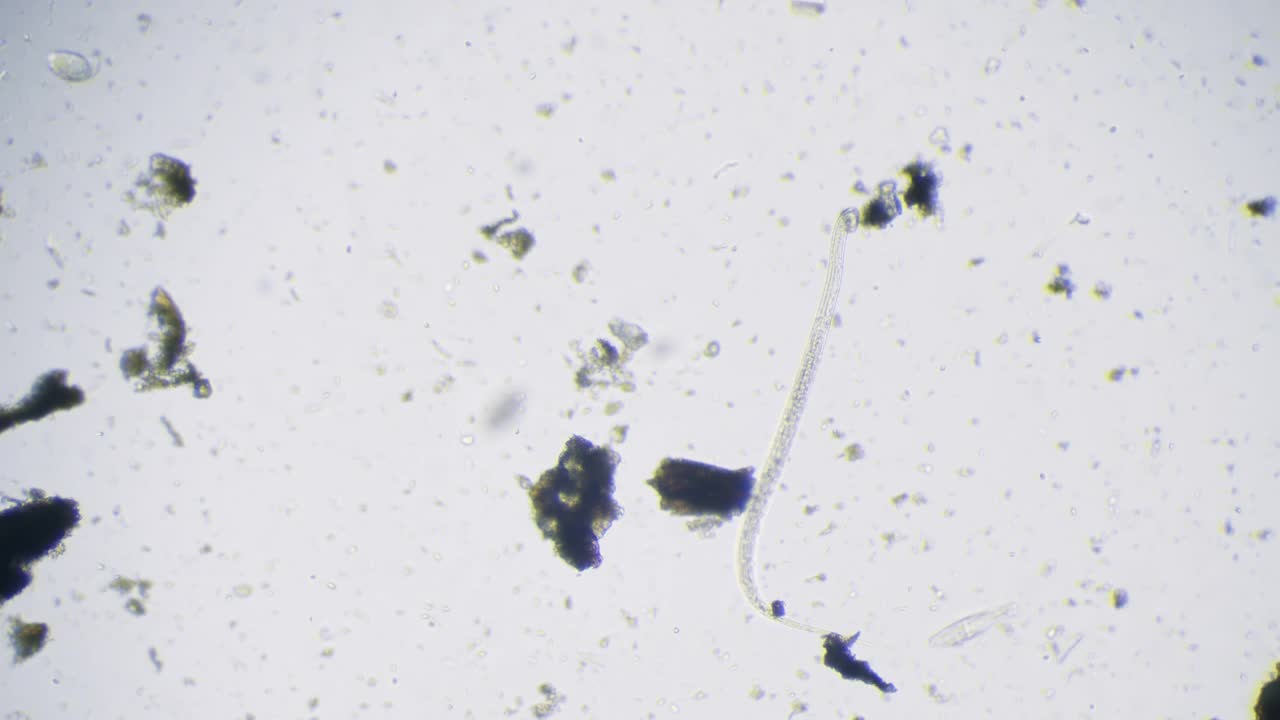 线虫(类圆线虫属stercoralis)。通过显微镜观察池塘水中的活微生物。视频下载