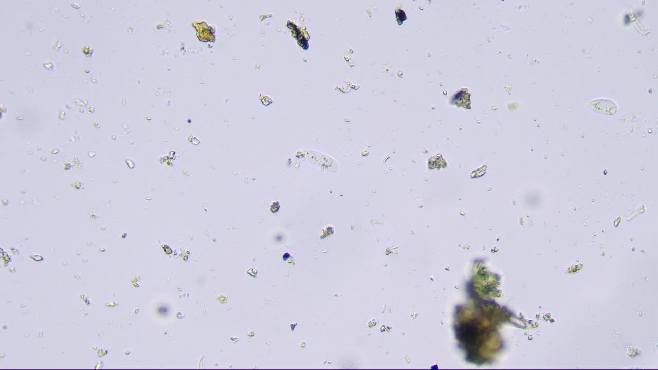 通过显微镜观察池塘水中的活微生物。视频下载