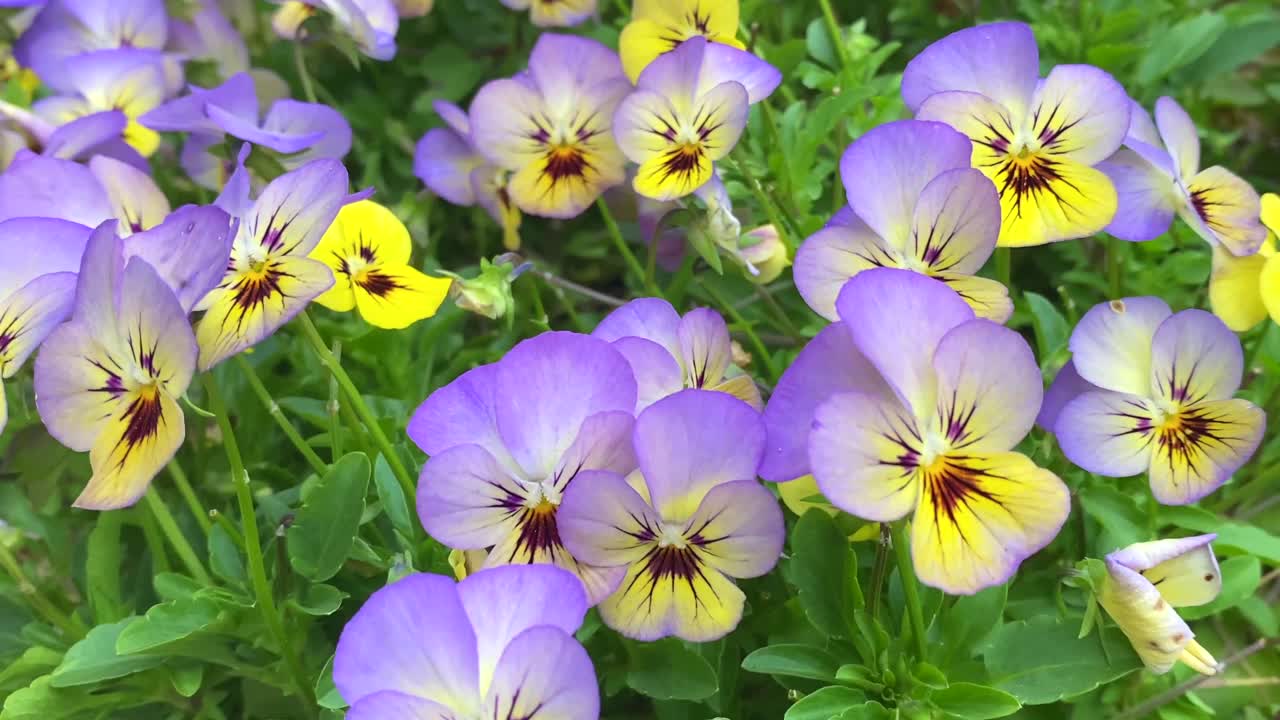 生机勃勃的三色紫罗兰花的田野视频素材
