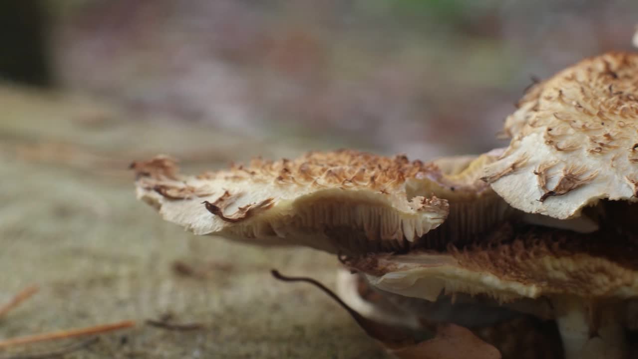 森林灰色的蘑菇长在树干上。近距离滑球，实时拍摄，没有人视频素材