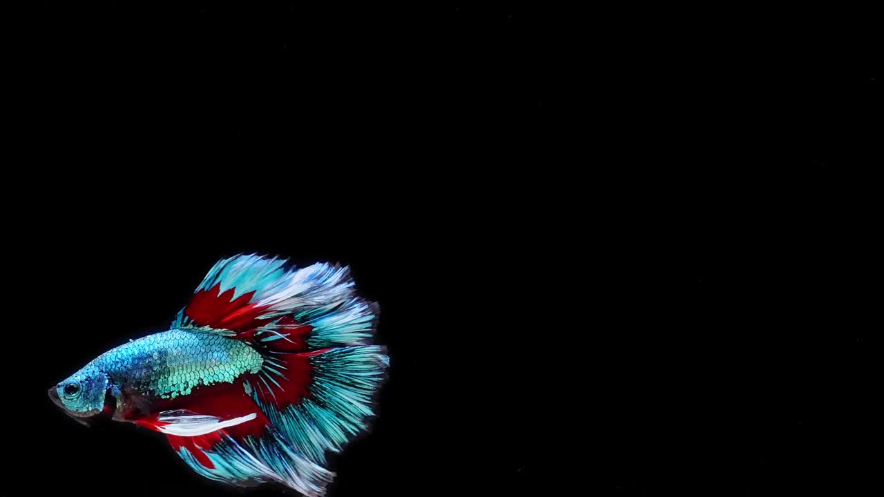蓝色和红色的暹罗斗鱼视频下载