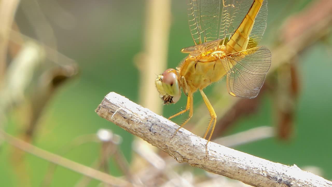 湿地上，金蜻蜓在吃树枝上的小昆虫。视频下载