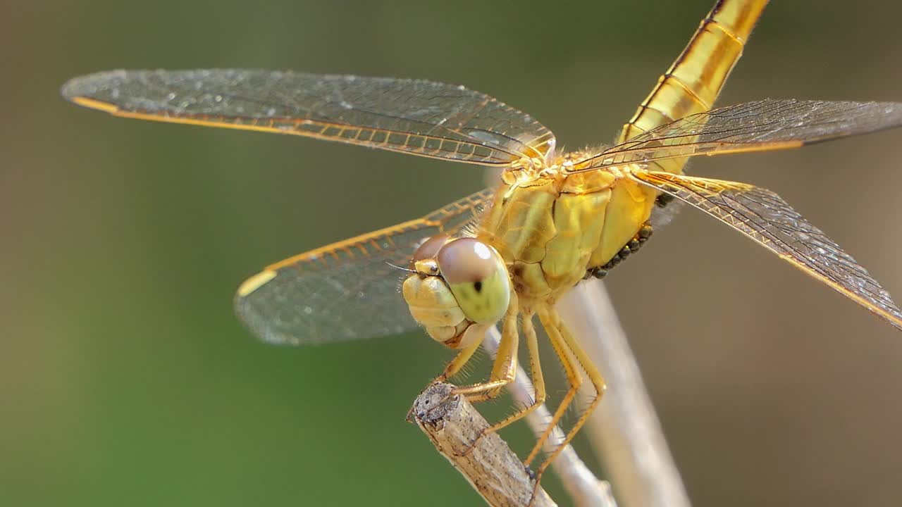 栖息在湿地树枝上的金色蜻蜓。视频下载