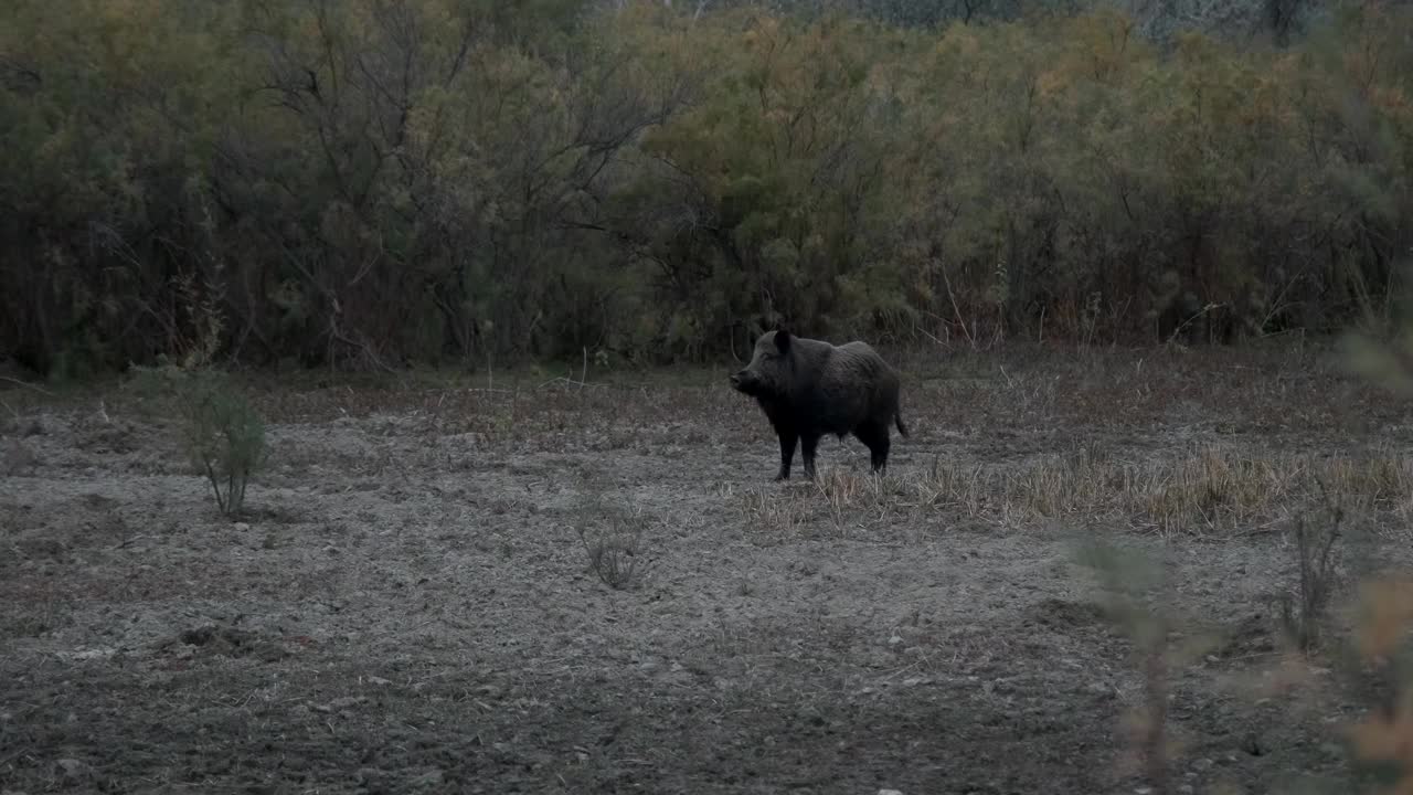 野猪(Sus scrofa)走在灌木丛旁视频素材