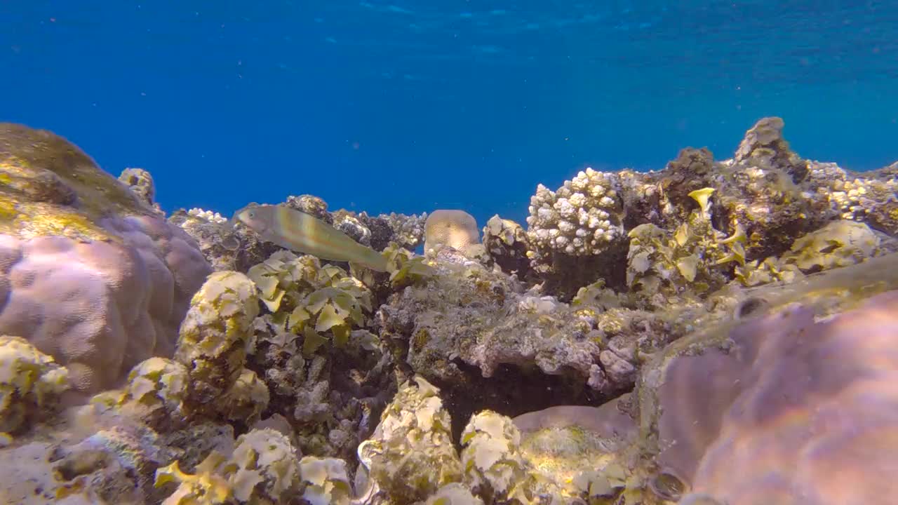 在阳光照射下，浅水区珊瑚礁顶部的海洋褐藻。Turbinaria的海洋褐藻。4K-60fps视频素材