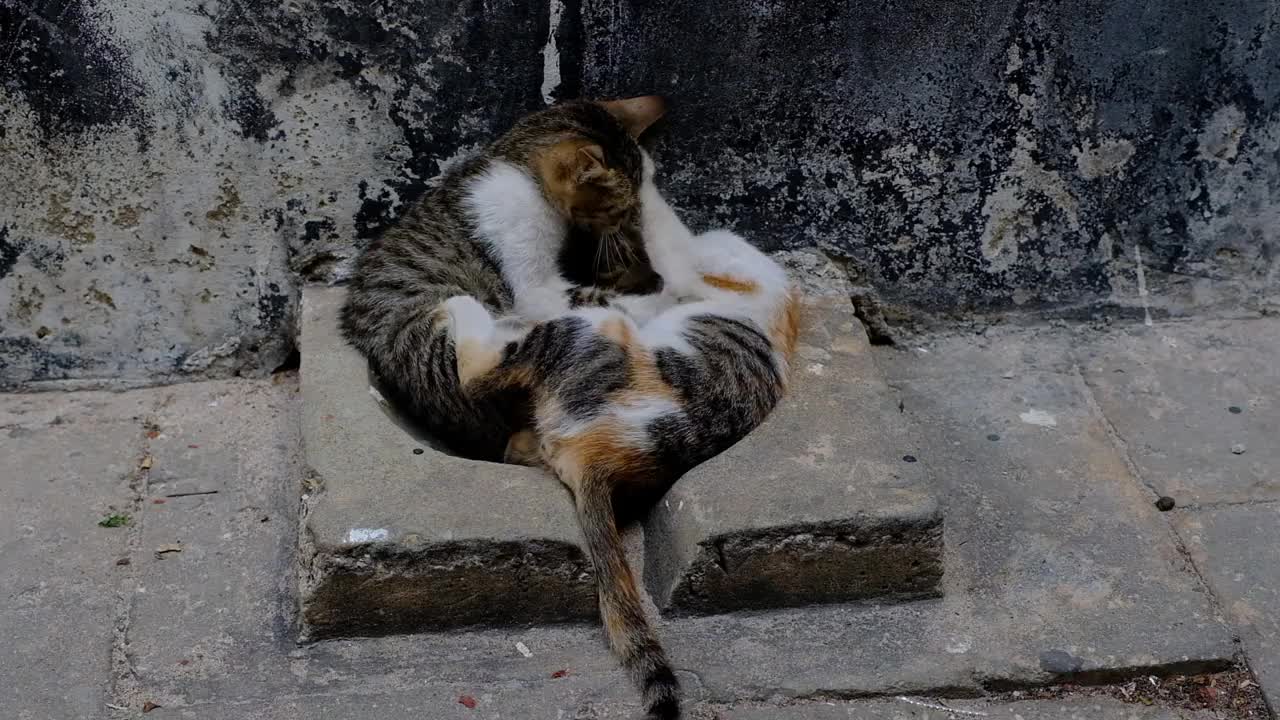 小猫在街上玩耍视频下载