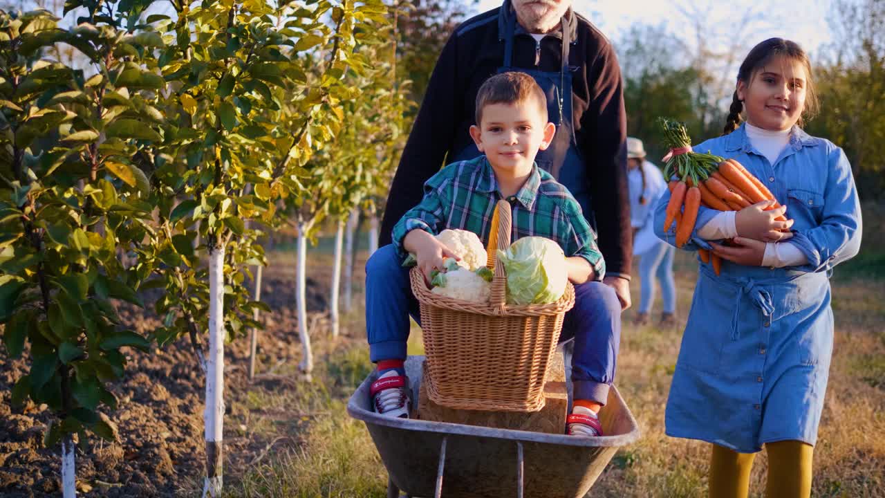 积极家庭农民在花园里劳作，家庭在花园里收获新鲜蔬菜。滑稽的老园丁推着一个小男孩用手推车推着蔬菜视频下载