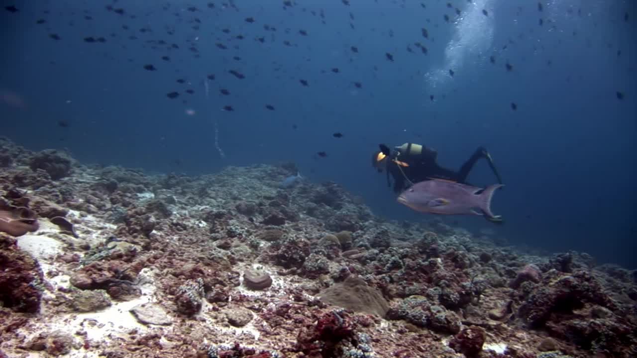 戴水肺的潜水员在深水中游泳。视频素材