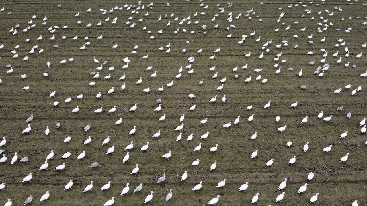 雪地上的鹅视频下载