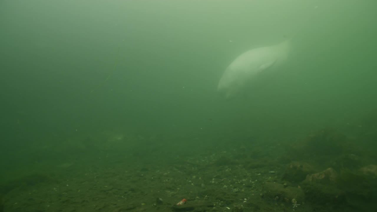 水下的野生白鲸视频下载