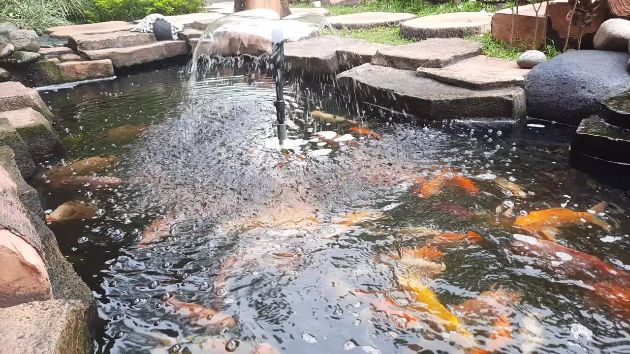美丽的池塘视频下载