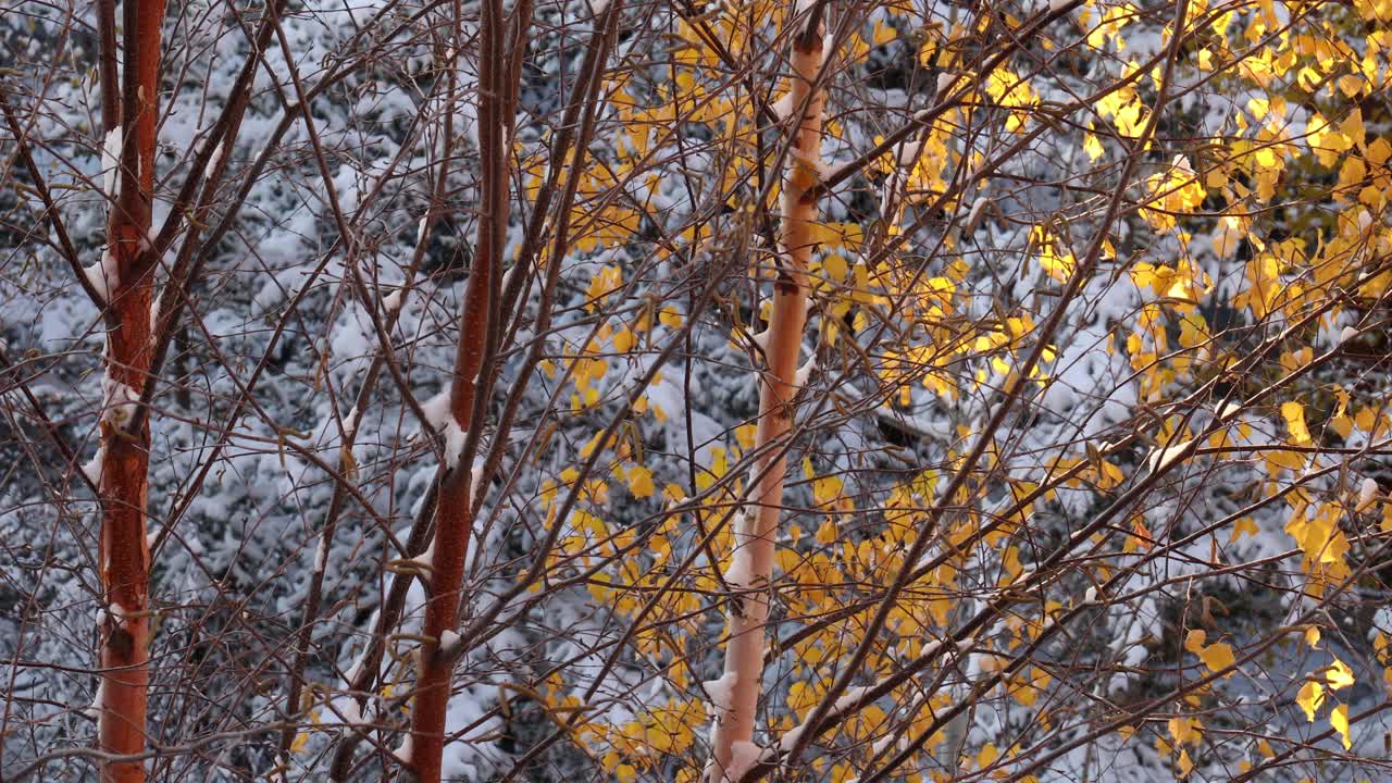 初雪后的秋叶风景视频下载