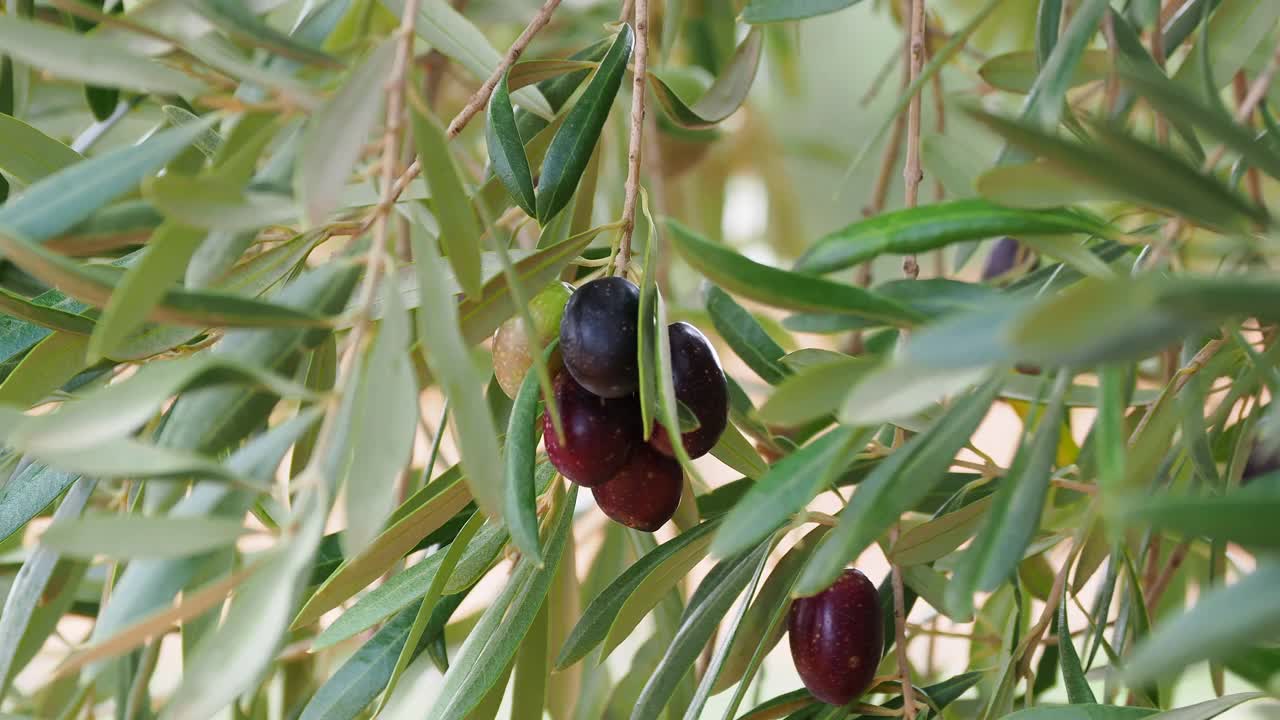 橄榄树的枝子，成熟的橄榄可生产橄榄油视频下载