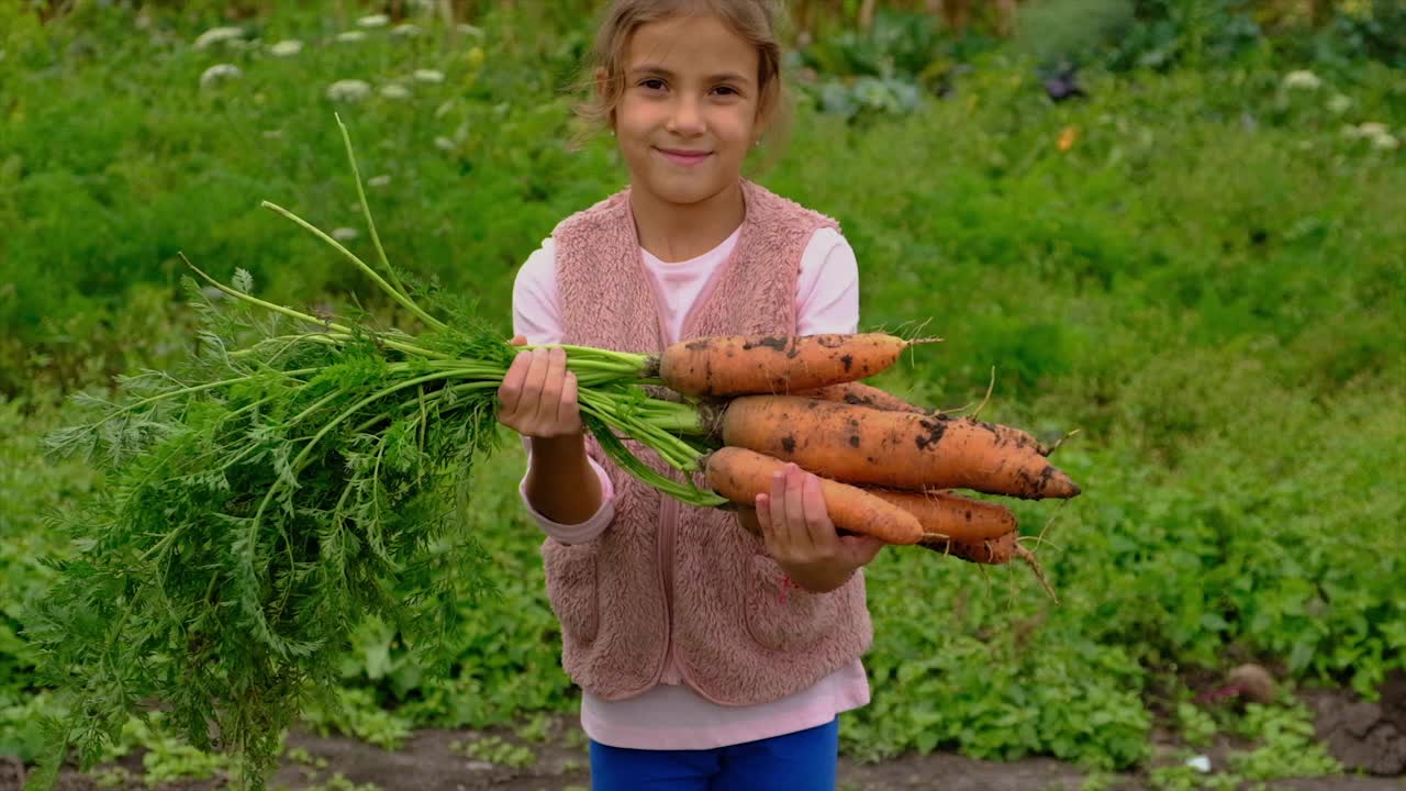 孩子手里拿着收获的胡萝卜。有选择性的重点。食物。视频素材