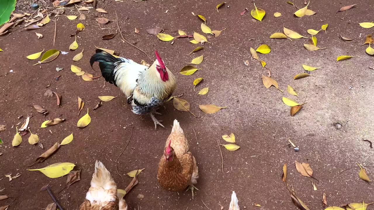 放养的乡村母鸡和公鸡视频下载