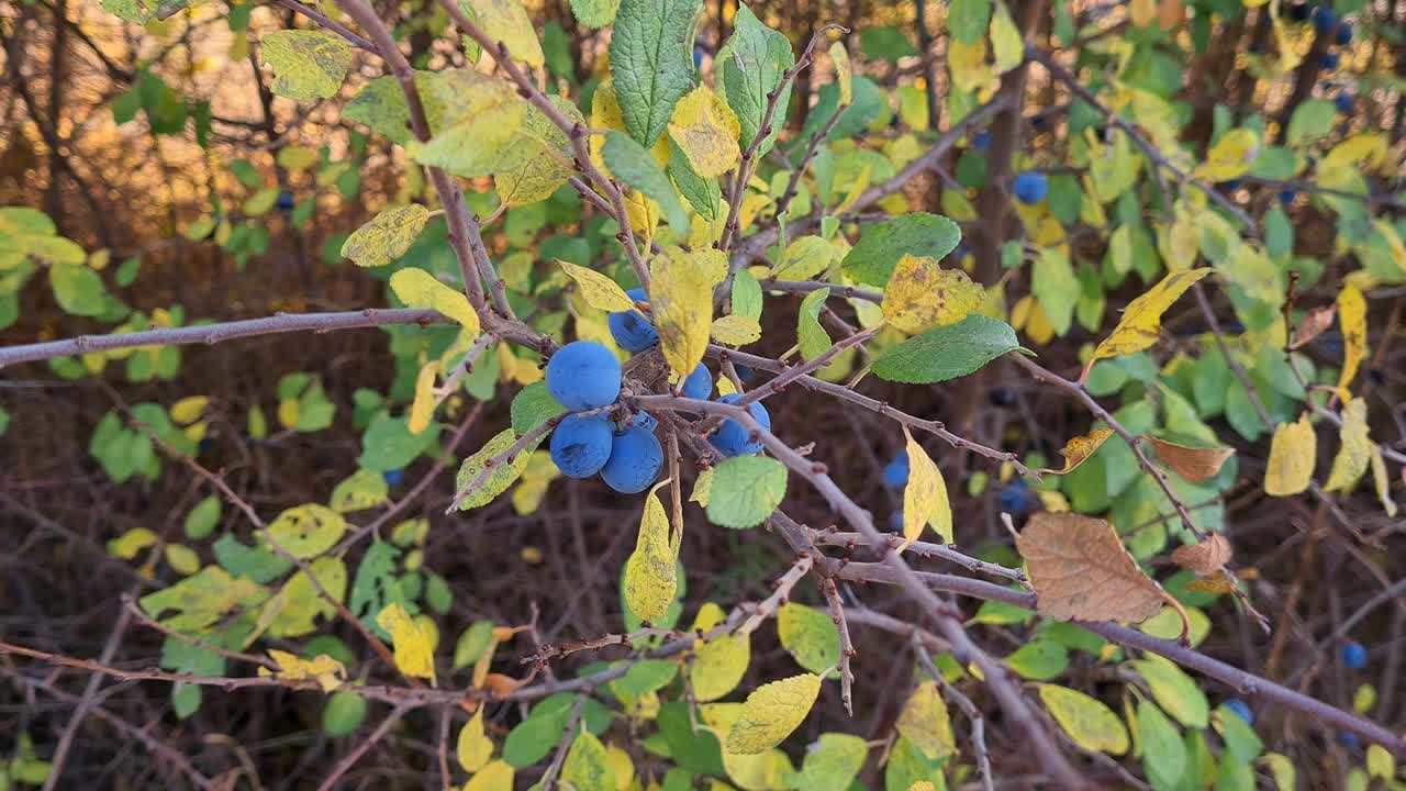 树枝上的刺梨视频素材