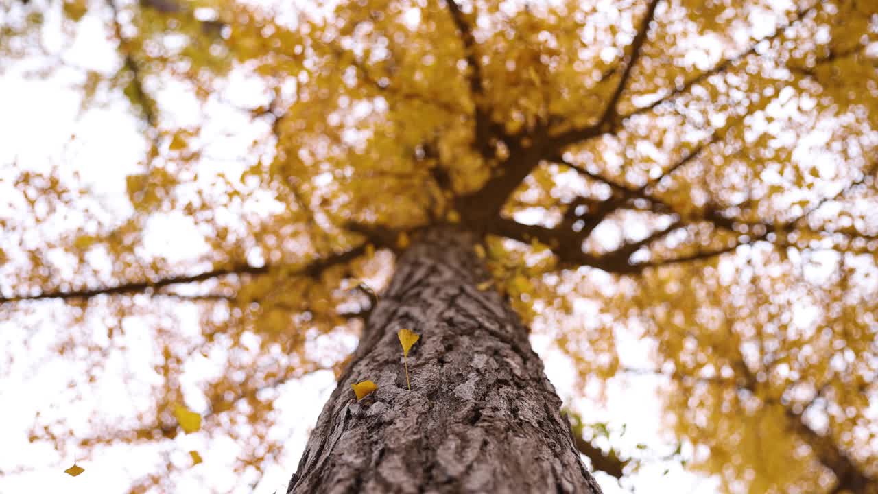 树梢落下秋叶视频下载
