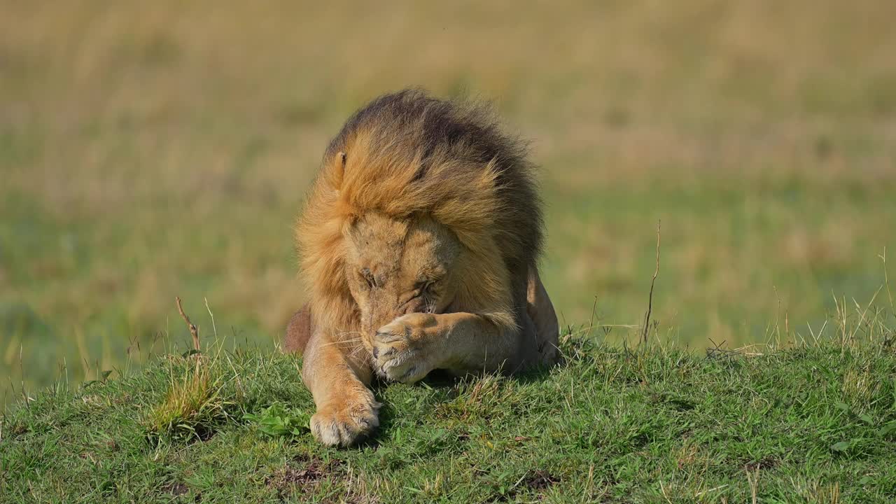 非洲狮子，豹狮，雄性躺在山上，马赛马拉国家保护区，肯尼亚，非洲视频下载