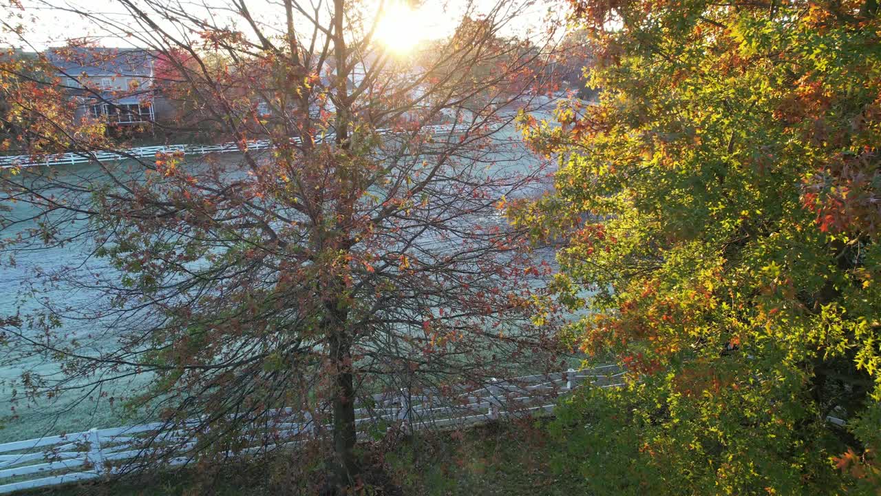 4K视频秋天的树与凉爽的早晨阳光视频素材