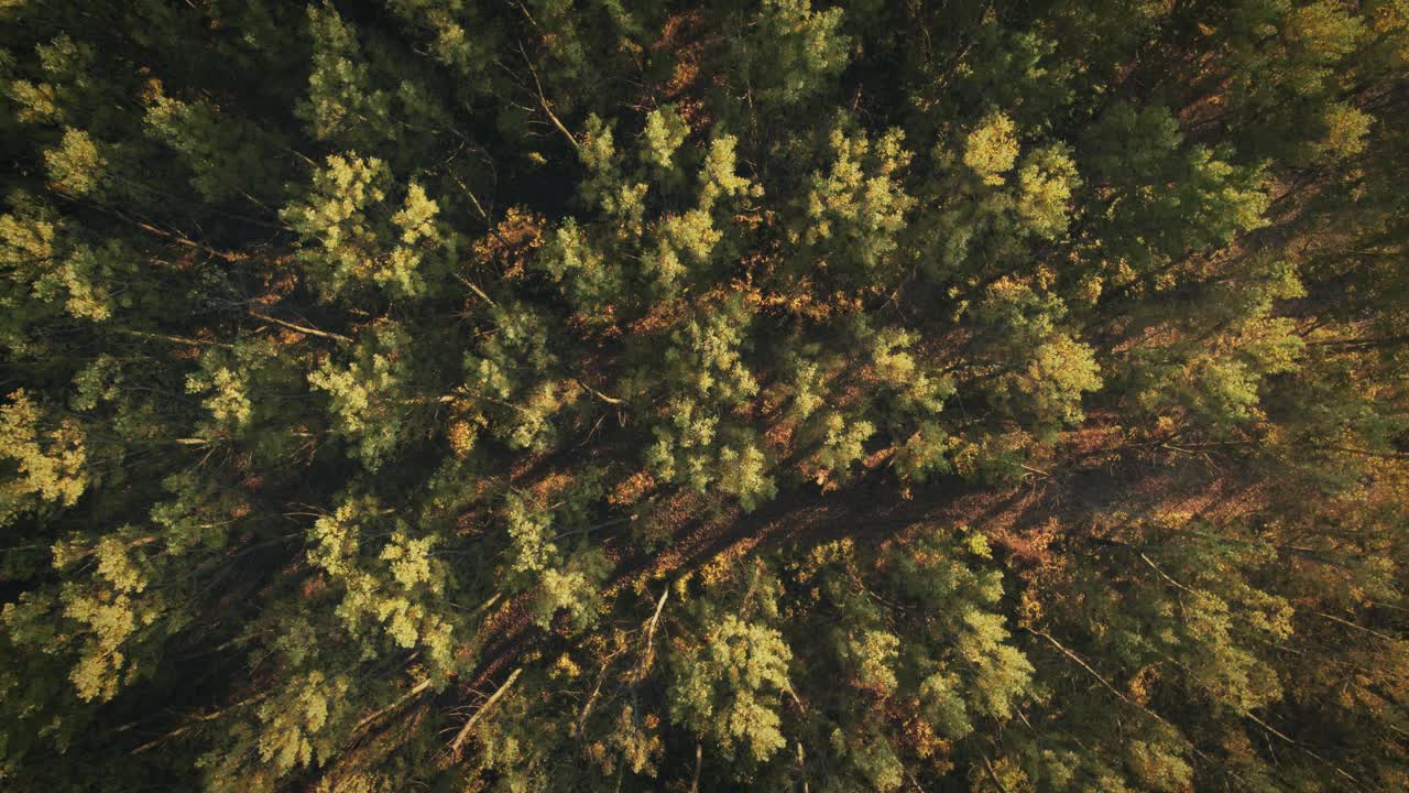 秋天的森林视频下载